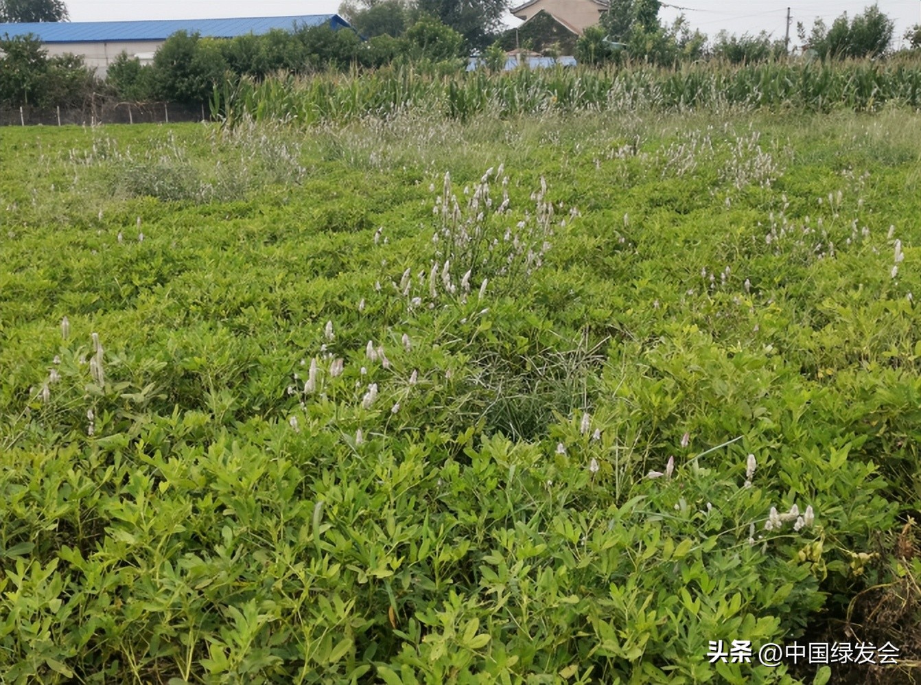 大力发展生态农业_生态农业_产业振兴