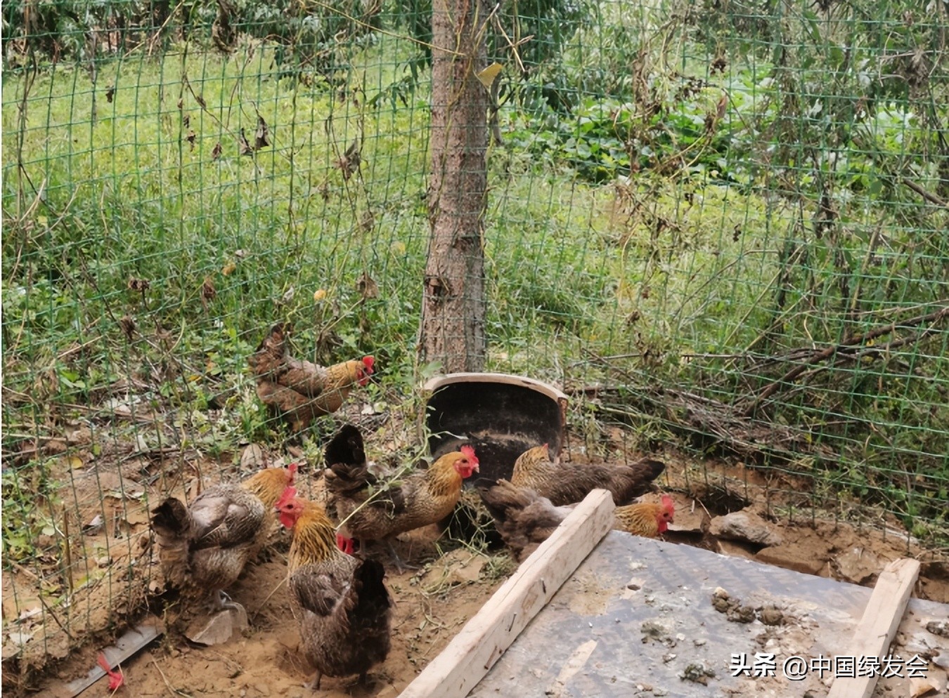 大力发展生态农业_生态农业_产业振兴