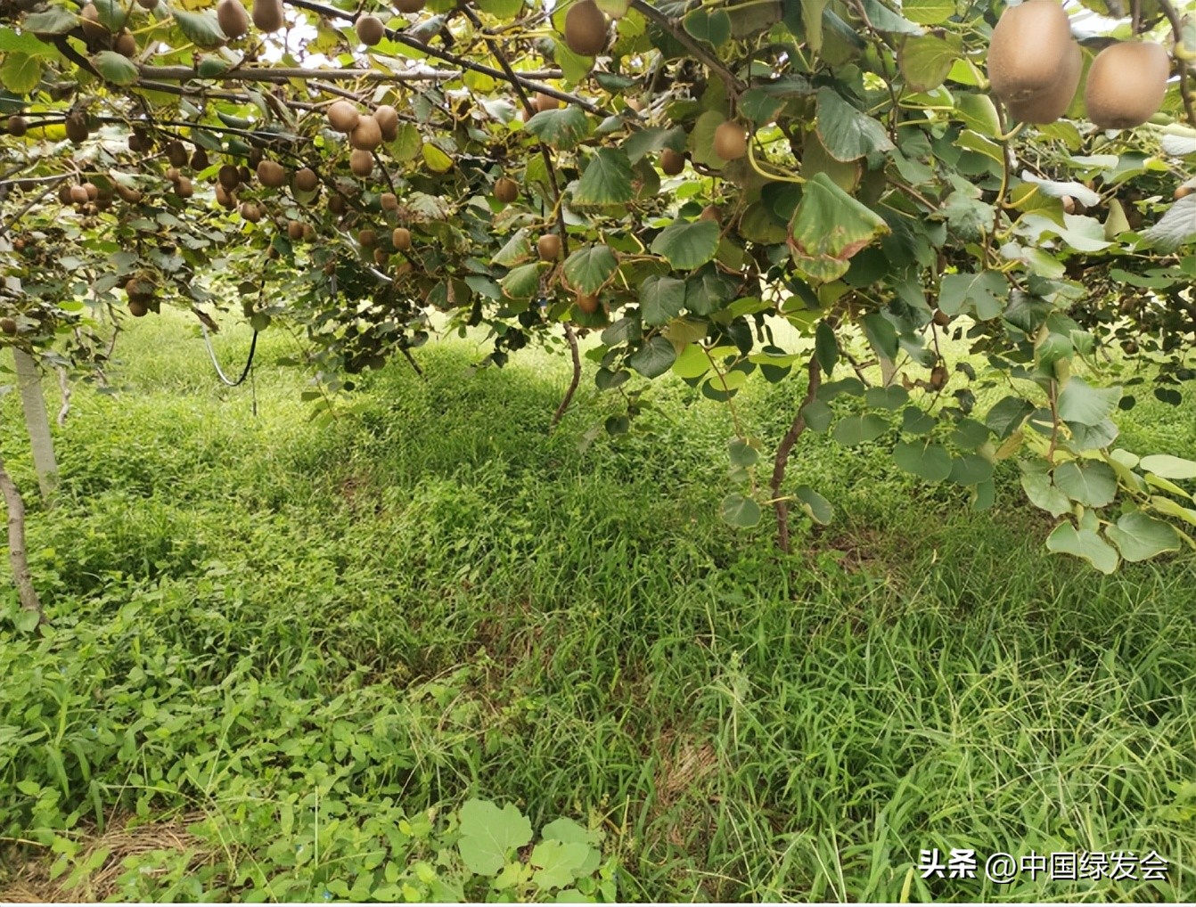 产业振兴_大力发展生态农业_生态农业