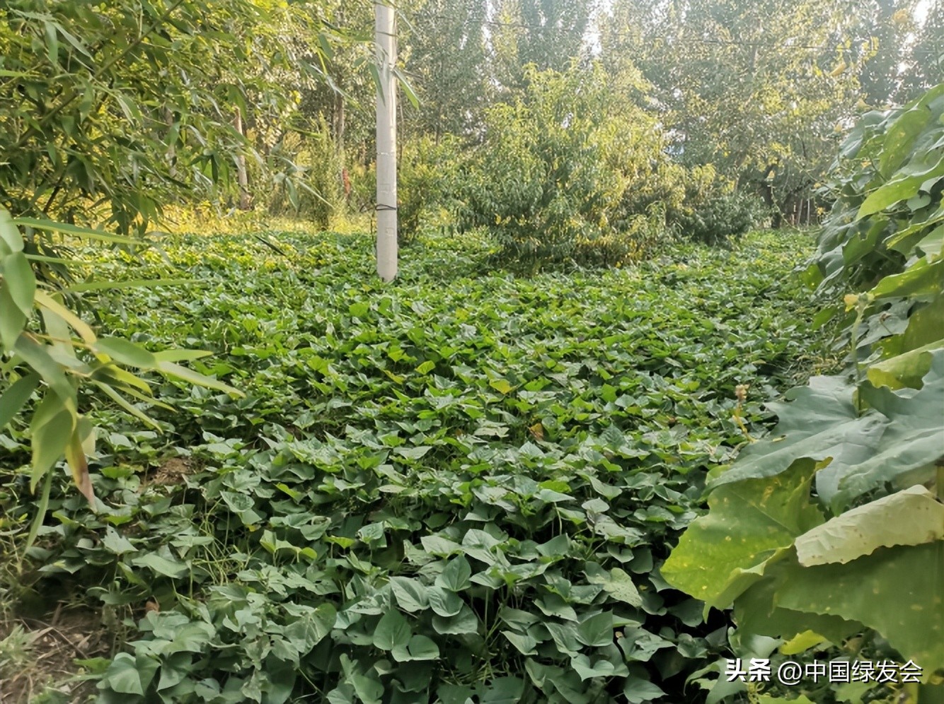 生态农业_产业振兴_大力发展生态农业