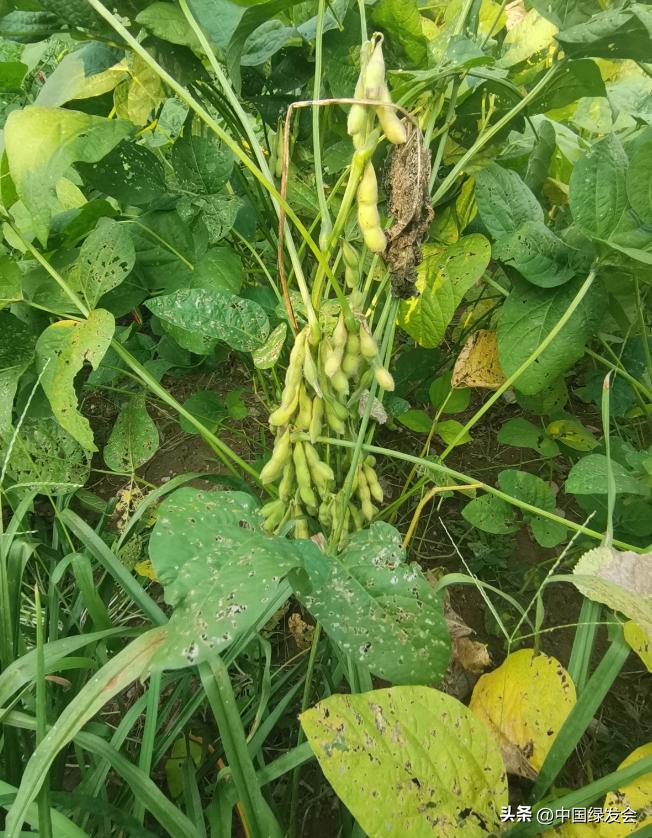 大力发展生态农业_生态农业_产业振兴