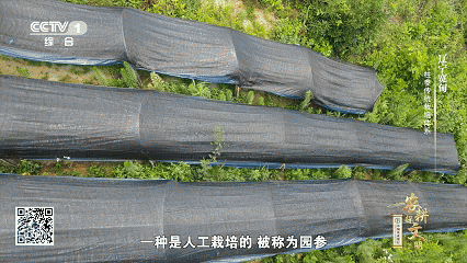 宽甸镇江石柱参_石柱参人工栽培_林下柱参采挖方法