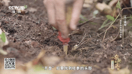 石柱参人工栽培_林下柱参采挖方法_宽甸镇江石柱参