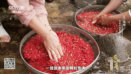 石柱参人工栽培_林下柱参采挖方法_宽甸镇江石柱参