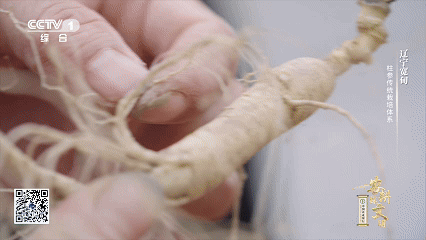 林下柱参采挖方法_石柱参人工栽培_宽甸镇江石柱参