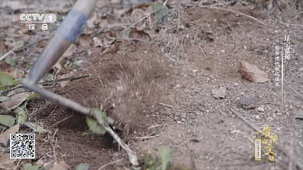 石柱参人工栽培_林下柱参采挖方法_宽甸镇江石柱参