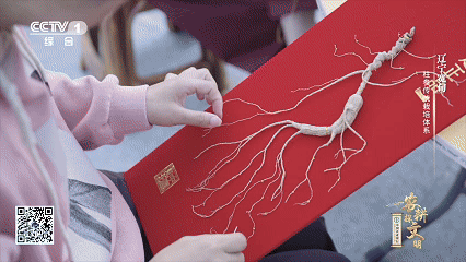 石柱参人工栽培_宽甸镇江石柱参_林下柱参采挖方法