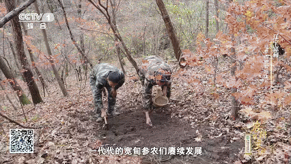 石柱参人工栽培_宽甸镇江石柱参_林下柱参采挖方法