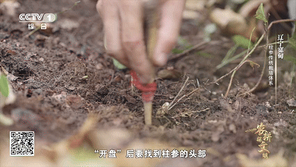 宽甸镇江石柱参_林下柱参 采挖 方法_石柱参 人工栽培 历史