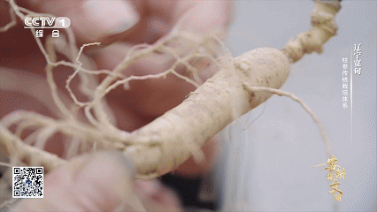 宽甸镇江石柱参_石柱参 人工栽培 历史_林下柱参 采挖 方法