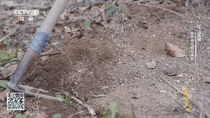 石柱参 人工栽培 历史_林下柱参 采挖 方法_宽甸镇江石柱参