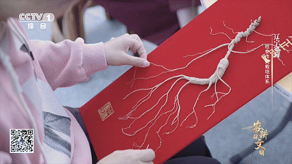 石柱参 人工栽培 历史_林下柱参 采挖 方法_宽甸镇江石柱参