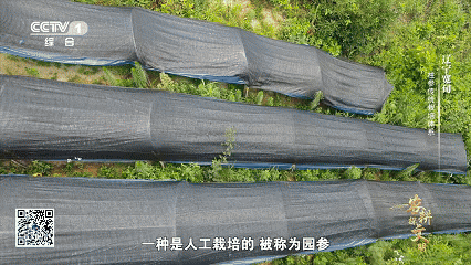 石柱参 人工栽培 历史_林下柱参 采挖 方法_宽甸镇江石柱参