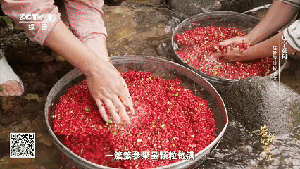 宽甸镇江石柱参_林下柱参 采挖 方法_石柱参 人工栽培 历史