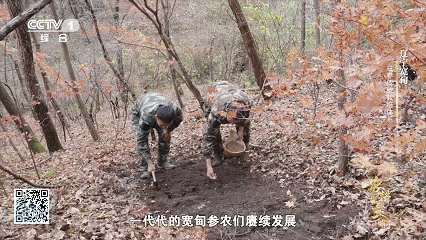 石柱参 人工栽培 历史_宽甸镇江石柱参_林下柱参 采挖 方法