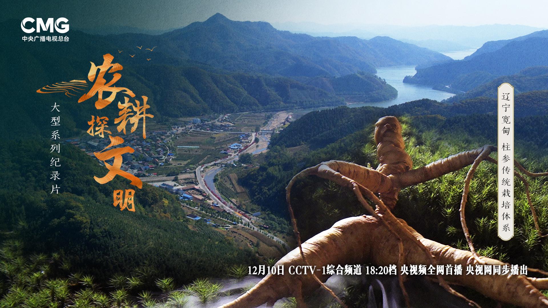 宽甸镇江石柱参_石柱参 人工栽培 历史_林下柱参 采挖 方法