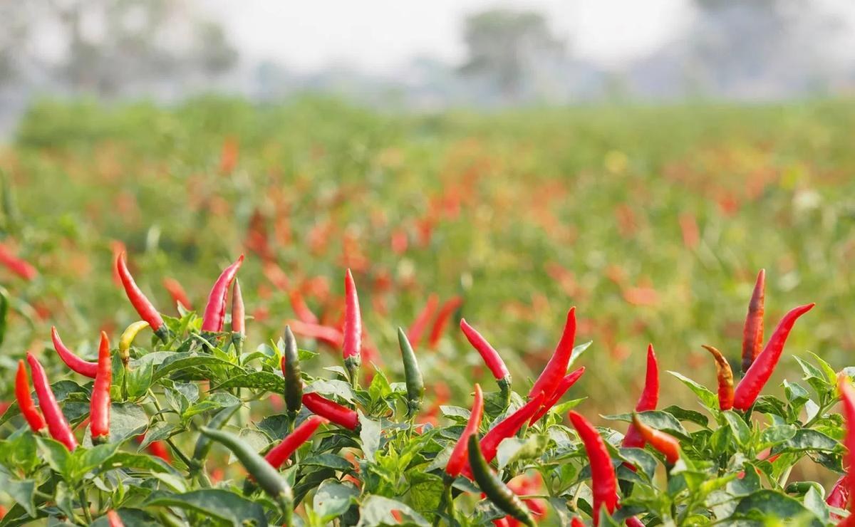 杨颖深夜带病小海绵就医 网友曝光憔悴现身医院 疯马秀风波事业低谷_杨颖素颜丑照