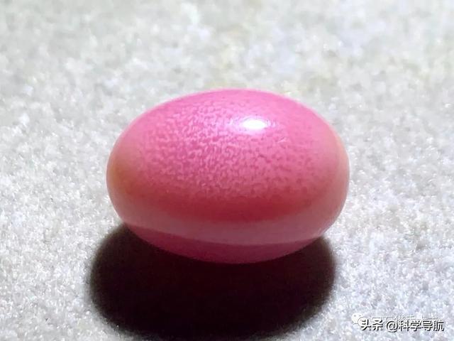 海螺珠价格高昂原因_女皇凤凰螺_女王凤凰螺产地分布