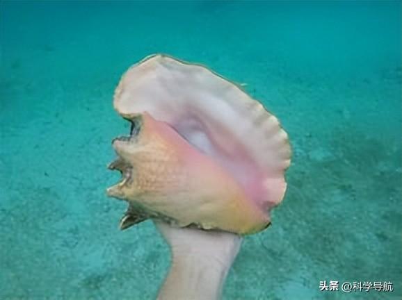 海螺珠价格高昂原因_女皇凤凰螺_女王凤凰螺产地分布