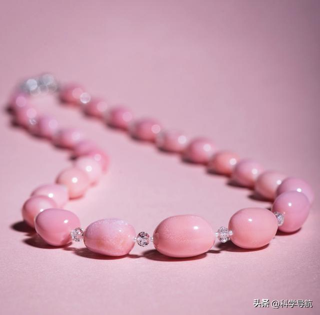 女皇凤凰螺_海螺珠价格高昂原因_女王凤凰螺产地分布