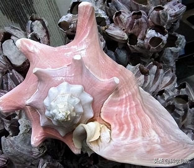 女皇凤凰螺_女王凤凰螺产地分布_海螺珠价格高昂原因
