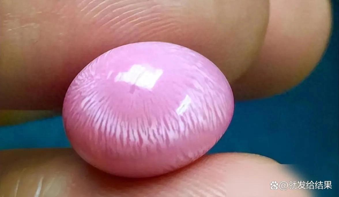 广州白云国际机场 巨型女王凤凰螺 截获事件_女皇凤凰螺