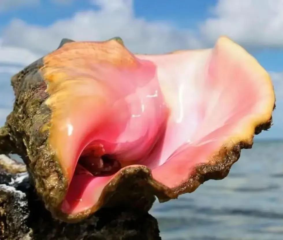 广州白云国际机场 巨型女王凤凰螺 截获事件_女皇凤凰螺