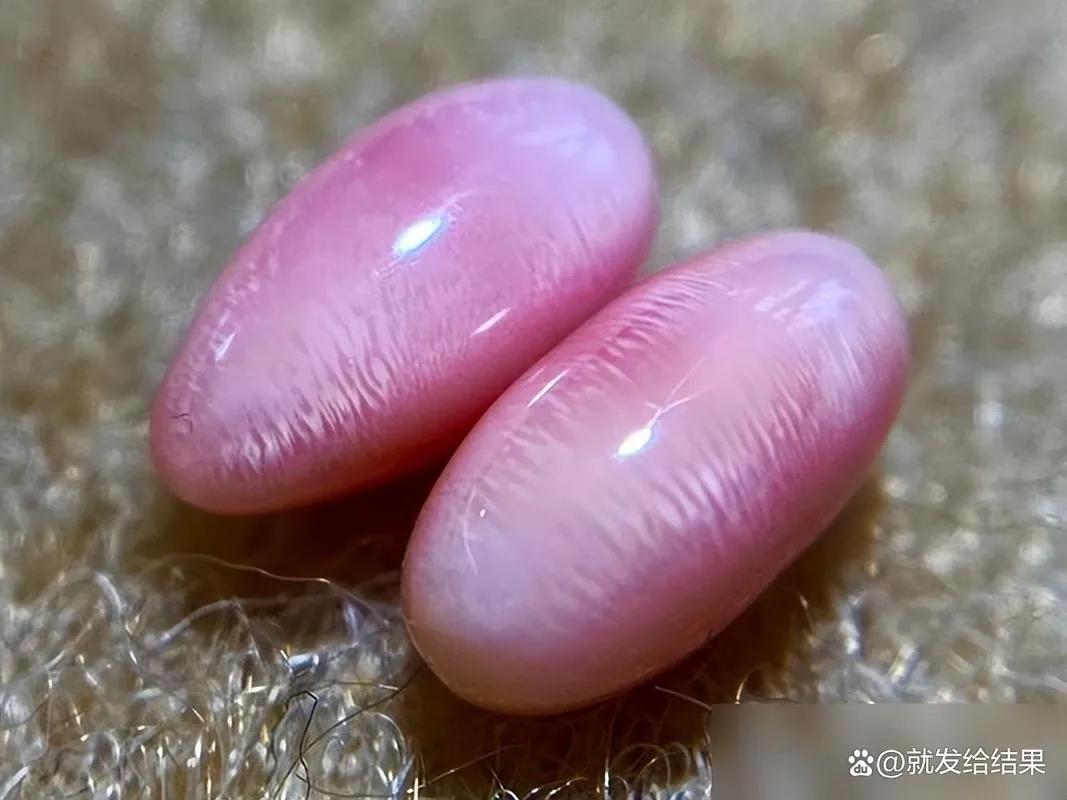 女皇凤凰螺_广州白云国际机场 巨型女王凤凰螺 截获事件