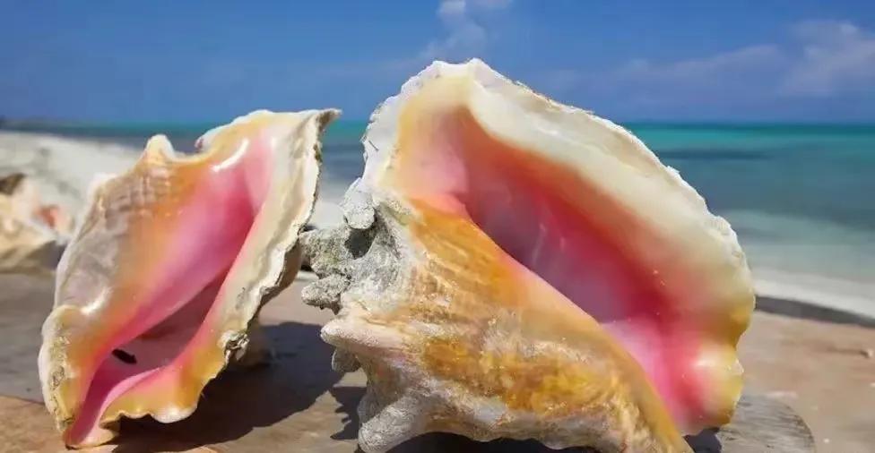 女皇凤凰螺_广州白云国际机场 巨型女王凤凰螺 截获事件