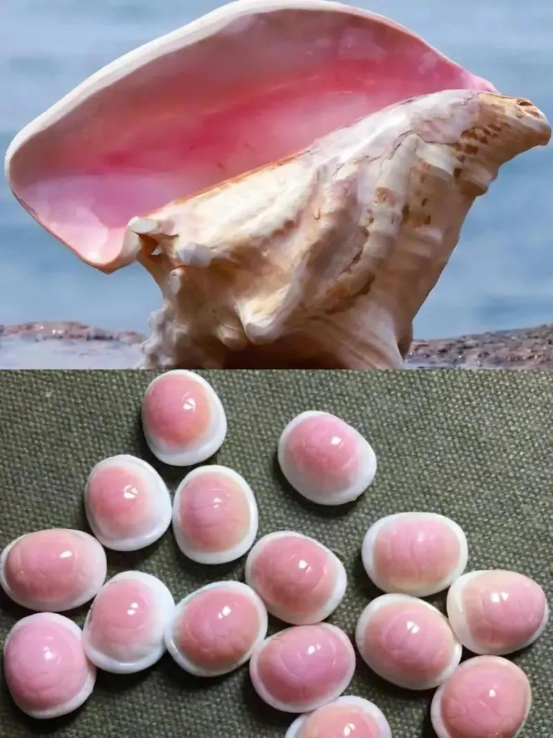 女皇凤凰螺_广州白云国际机场 巨型女王凤凰螺 截获事件