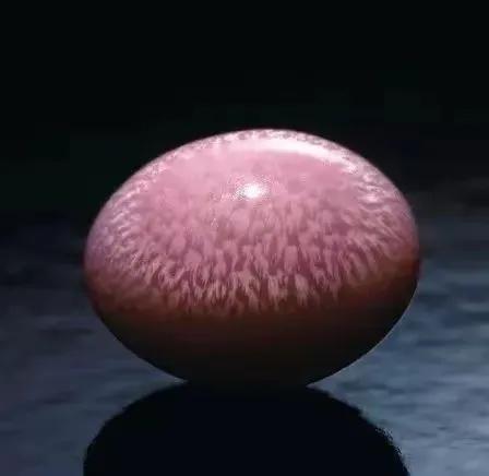 女皇凤凰螺_广州白云国际机场 巨型女王凤凰螺 截获事件