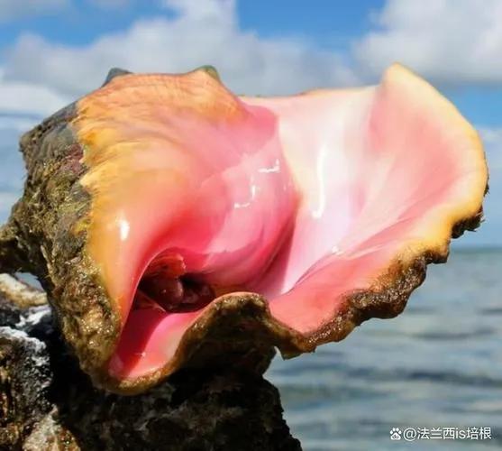 女皇凤凰螺_广州白云国际机场 巨型女王凤凰螺 截获事件