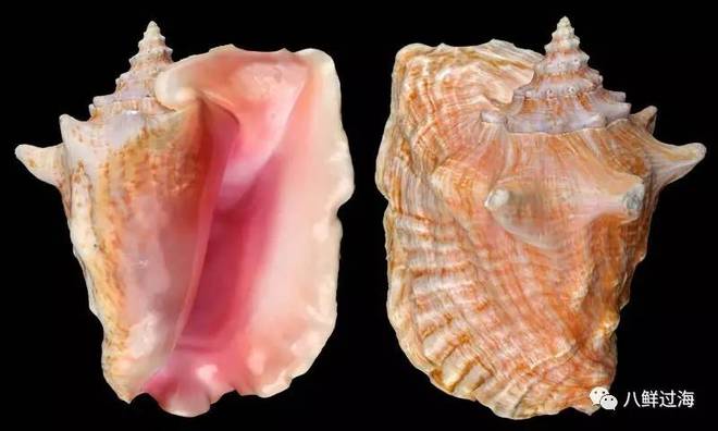 女王凤凰螺分布区域_女王凤凰螺珍珠特点_女皇凤凰螺