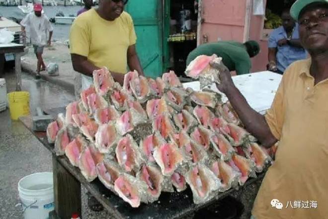 女王凤凰螺分布区域_女皇凤凰螺_女王凤凰螺珍珠特点