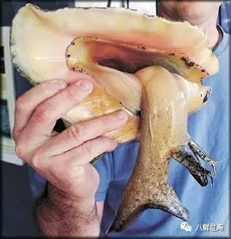女王凤凰螺珍珠特点_女皇凤凰螺_女王凤凰螺分布区域