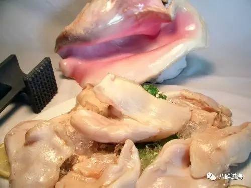 女王凤凰螺珍珠特点_女王凤凰螺分布区域_女皇凤凰螺