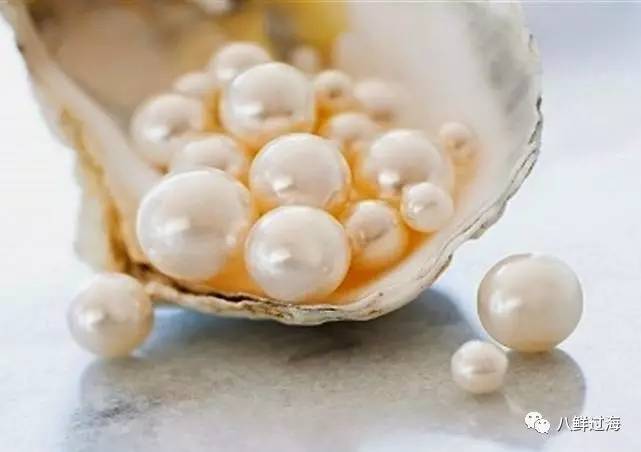 女王凤凰螺分布区域_女王凤凰螺珍珠特点_女皇凤凰螺