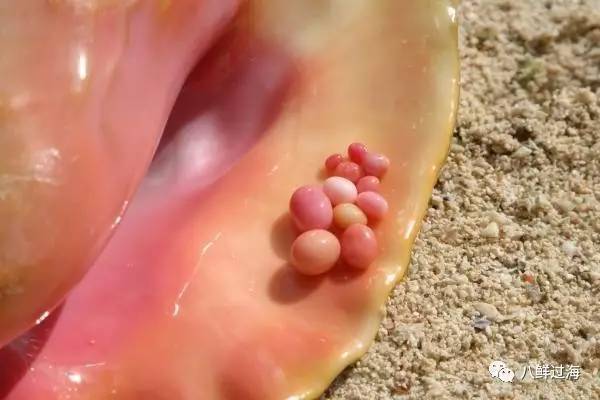 女皇凤凰螺_女王凤凰螺珍珠特点_女王凤凰螺分布区域