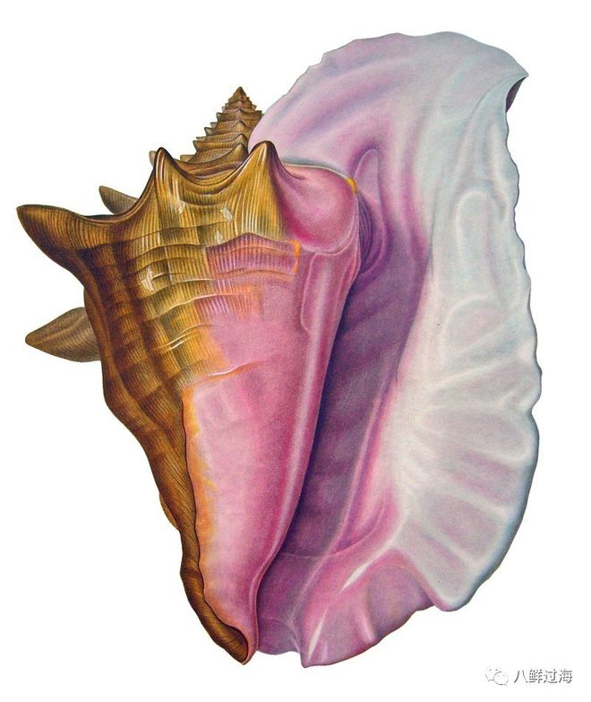 女王凤凰螺珍珠特点_女皇凤凰螺_女王凤凰螺分布区域