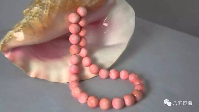 女王凤凰螺珍珠特点_女王凤凰螺分布区域_女皇凤凰螺