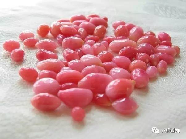 女皇凤凰螺_女王凤凰螺珍珠特点_女王凤凰螺分布区域