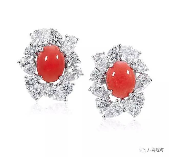 女皇凤凰螺_女王凤凰螺分布区域_女王凤凰螺珍珠特点