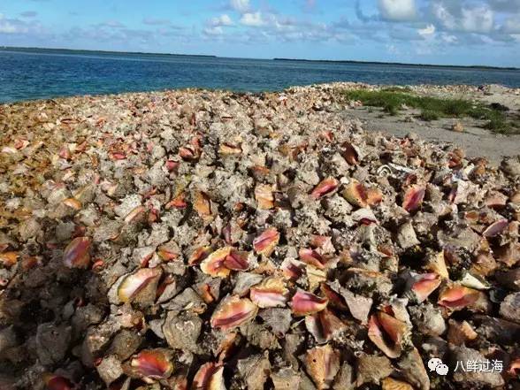 女皇凤凰螺_女王凤凰螺分布区域_女王凤凰螺珍珠特点