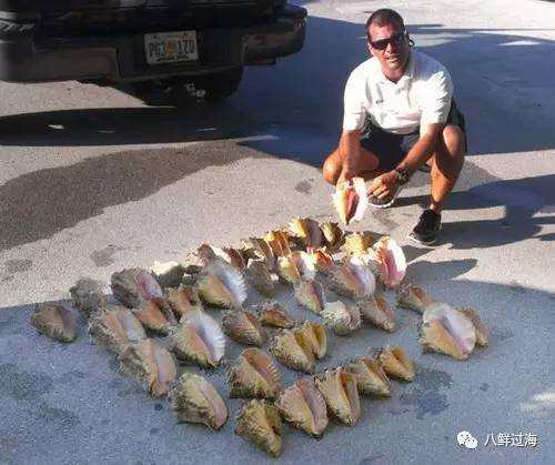 女皇凤凰螺_女王凤凰螺分布区域_女王凤凰螺珍珠特点