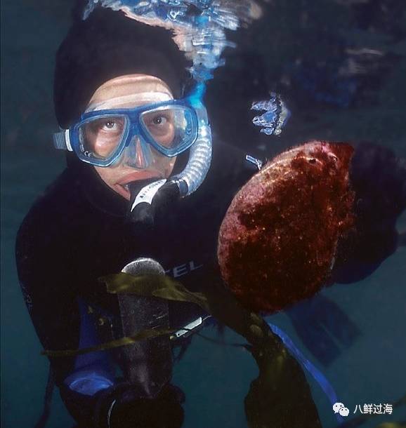 女王凤凰螺分布区域_女皇凤凰螺_女王凤凰螺珍珠特点