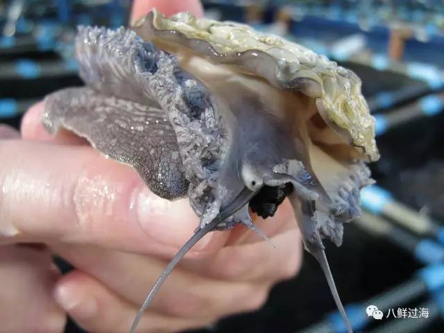 女皇凤凰螺_女王凤凰螺分布区域_女王凤凰螺珍珠特点