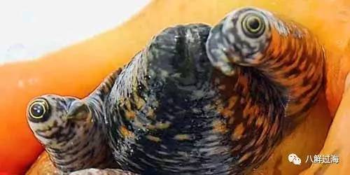 女皇凤凰螺_女王凤凰螺珍珠特点_女王凤凰螺分布区域