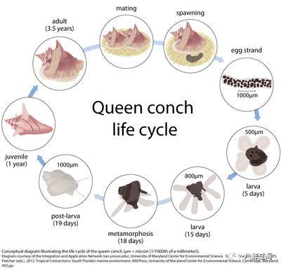 女皇凤凰螺_女王凤凰螺分布区域_女王凤凰螺珍珠特点
