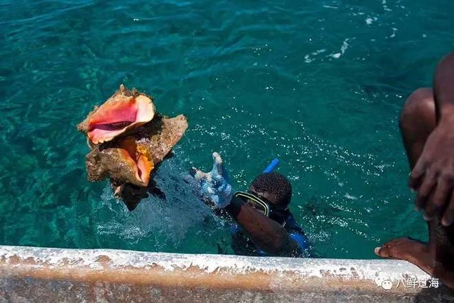 女王凤凰螺分布区域_女王凤凰螺珍珠特点_女皇凤凰螺