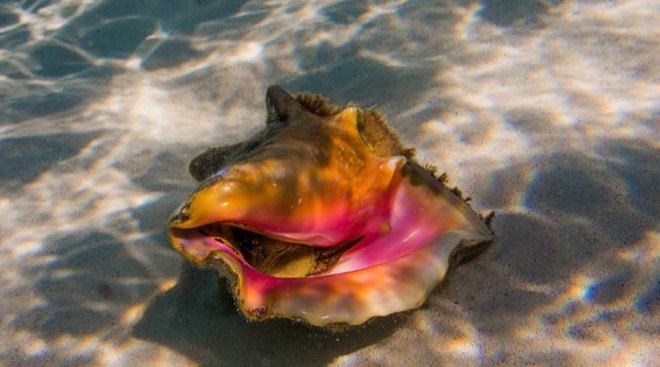 女王凤凰螺特征分布_女王凤凰螺介绍_女皇凤凰螺